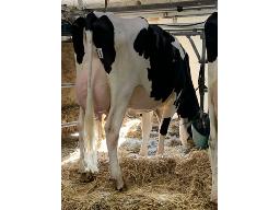 ELIANE ENERGY FOOTLOOSE TB-85 1 AN (SM:86)