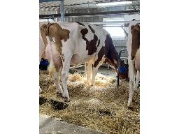 JUNEAU MAXXY UNSTOPABULL RED TB-85 2 ANS