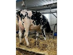 PETITCLERC ALTITUDE VIOLA NC