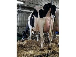 REMHOLS KENYON ALIBI TB-87 3 ANS (SM:89)