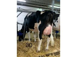 GIRESIM GALORE PENNY B-78 1 AN (SM:81)