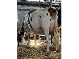 DEDRE ADMIRE JOSEE BP-81 2 ANS (SM:82)