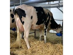 BELFAST RANDALL ACE NC