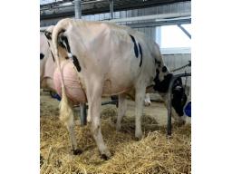 COUBERT NASHVILLE STARBRIGHT BP-81 2 ANS (SM:82)