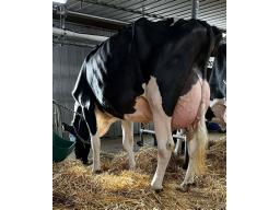 DUHIBOU IMPROBABLE PERSIL TB-85 2 ANS (SM:86)