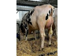 LEHOUX EINSTEIN EVA NC