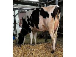 LACOLLINE DANI P KAMRI NC