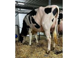 RAYPIEN LAMBDA MADO NC