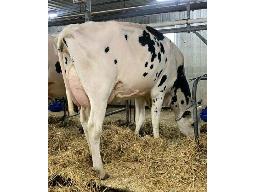 PAT-D&rsquo;OURS LAMBDA TOULOUSE BP-83 2 ANS (SM:84)