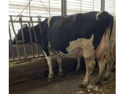 TROISMILLES VIOLETTE DARTAGNAN BP-84 4 ANS