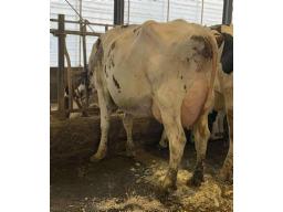 TROISMILLES KIRA SWINGMAN-RED B-78 2 ANS (SM:80)