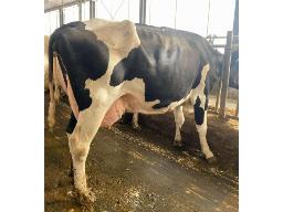 TROISMILLES JULIETTE DARWIN NC