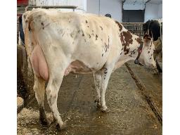 TROISMILLES JOHANNE RANGER-RED B-78 2 ANS