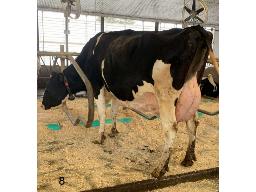 TROISMILLES ROSALIA PISTON BP-84 4 ANS