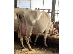 TROISMILLES BELLA SWINGMAN-RED TB-85 4 ANS (SM:86)