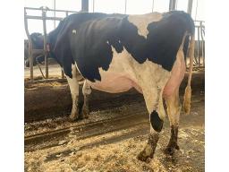 TROISMILLES RAPHAELLE REDDIT BP-81 3 ANS (SM:85)