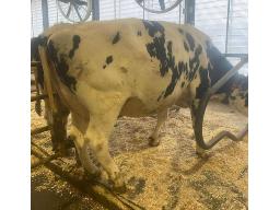 TROISMILLES COCOTTE REDCARPET BP-81 2 ANS (SM:83)