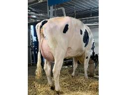 HODGLYNN SIDEKICK SKYLAR TB-86 2 ANS