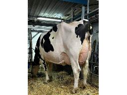 PARKHURST HOTLINE MAEKO BP-82 2 ANS (SM:85)