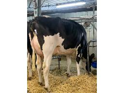 BENJO DYNAMITE DIORAMITA BP-81 2 ANS