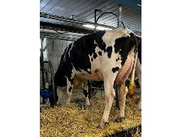 PLAINELAC PURSUIT RETINOL NC