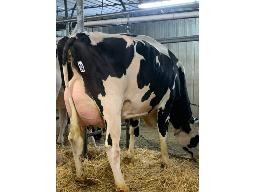 RICET HEART MYSTY NC