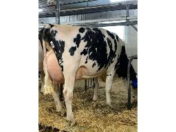 PERKINSPOND ALCOVE FIZZ NC