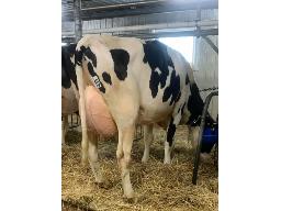 LORKA LAMBDA SWAN NC