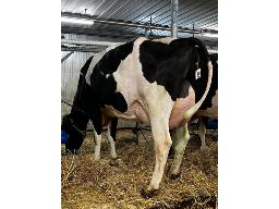 BOIS MOU BARISTA APTITUDE BP-84 2 ANS (SM:86)