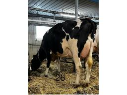 LA CHAUDIERE CHANDLER CARLA BP-81 2 ANS (SM:82)