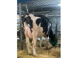 DONY KATERI PORSCHE B-77 2 ANS (SM:80)