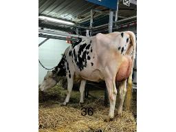 ARNITA SPEEDUP P JULYET BP-80 2 ANS (SM:81)