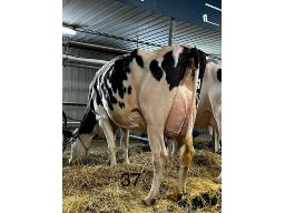 DEDRE ATEAM MAGUIE BP-83 1 AN (SM:86)