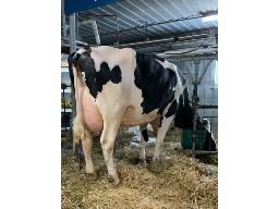 KAKOUNA LAMBDA CHARLA TB-88 3 ANS