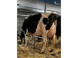 BELFAST DESTINATION LIVIA NC