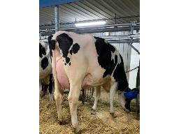 GENO DETECTIVE MONICA NC