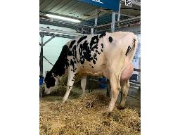 LA CHAUDIERE LAMBEAU BRITTNEY BP-82 2 ANS