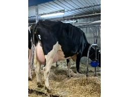 LANDAIRY RENEGADE KIMY BP-83 2 ANS (SM:85)