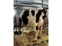 TILAC WOODY LITE UP NC