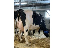 TILAC LUNA FUN ZONE 75% NC