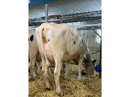 GUYLO RANDALL CAPRI NC