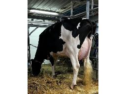FLEURY GOLDWYN MADDY BP-81 2 ANS (SM:82)