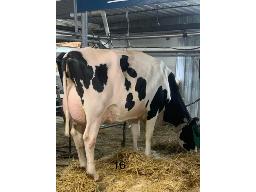 CAVANALECK HANIKO SISIE TB-85 2 ANS
