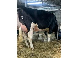 PARKHURST SEABISCUIT MIKAMY B-77 2 ANS (SM:78)