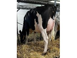 FLEURY BULLSEYE TAMMY NC