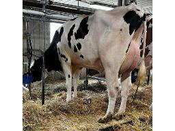 SYLVESTIVALE ZICKEL MADOX NC